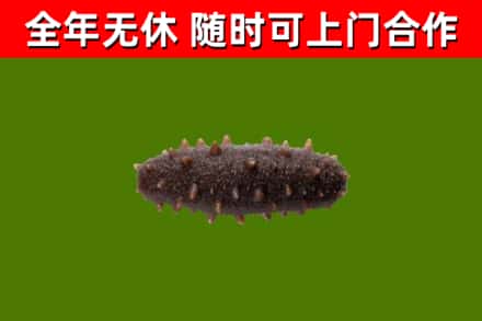 云龙烟酒回收干海参.jpg